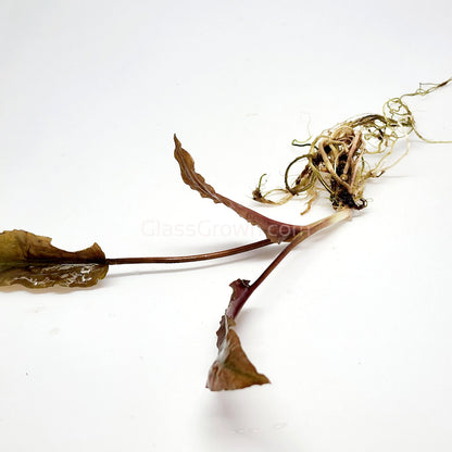 Cryptocoryne ' Mi Oya'