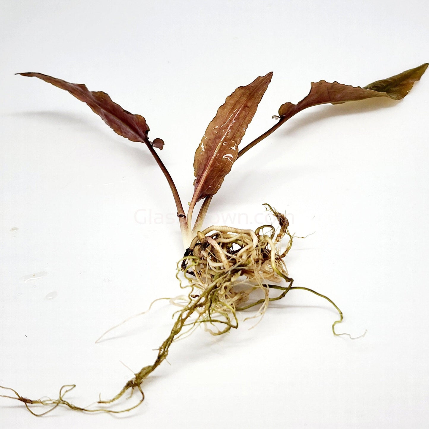 Cryptocoryne ' Mi Oya'