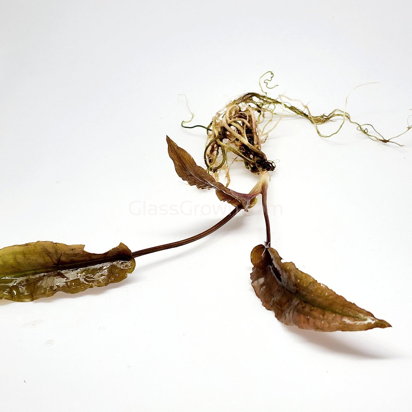 Cryptocoryne ' Mi Oya'