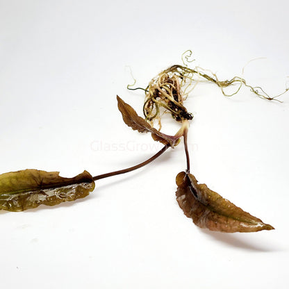 Cryptocoryne ' Mi Oya'