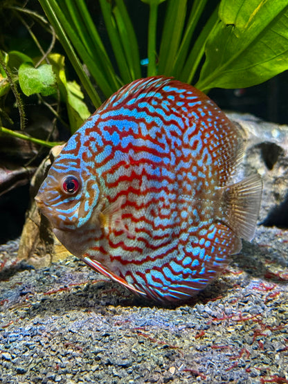 Yellow Pigeon Blood Discus 4"