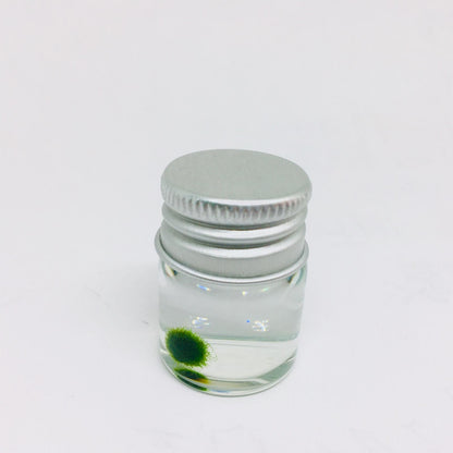 Gift for kids party bulk under $10/each: Marimo moss ball