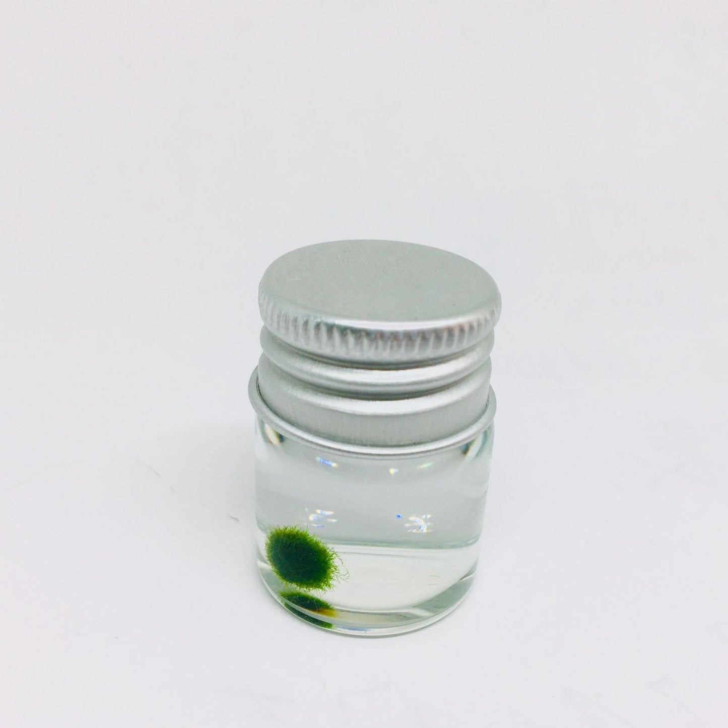 Super Mini Baby Marimo Moss Ball Kit Mini Moss Ball