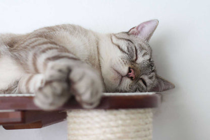 The Catacombs - Cat Tree Scratching Post System