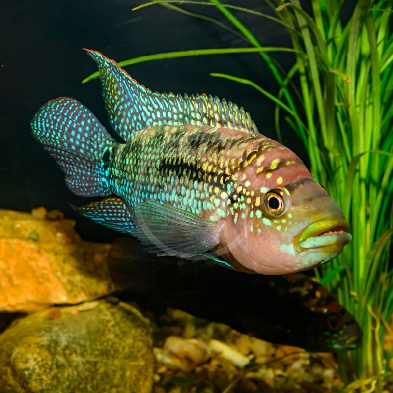 Jack Dempsey cichlid (Rocio octofasciata)