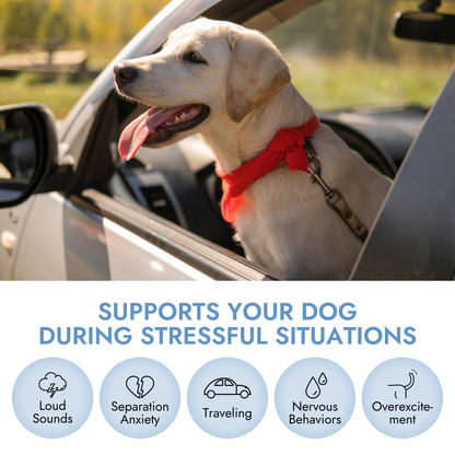 Pet Vet Products® Dog Calming Chews – Beef Liver Soft Chews for Stress, Relaxation & Anxious Behavior Support, 60 Count