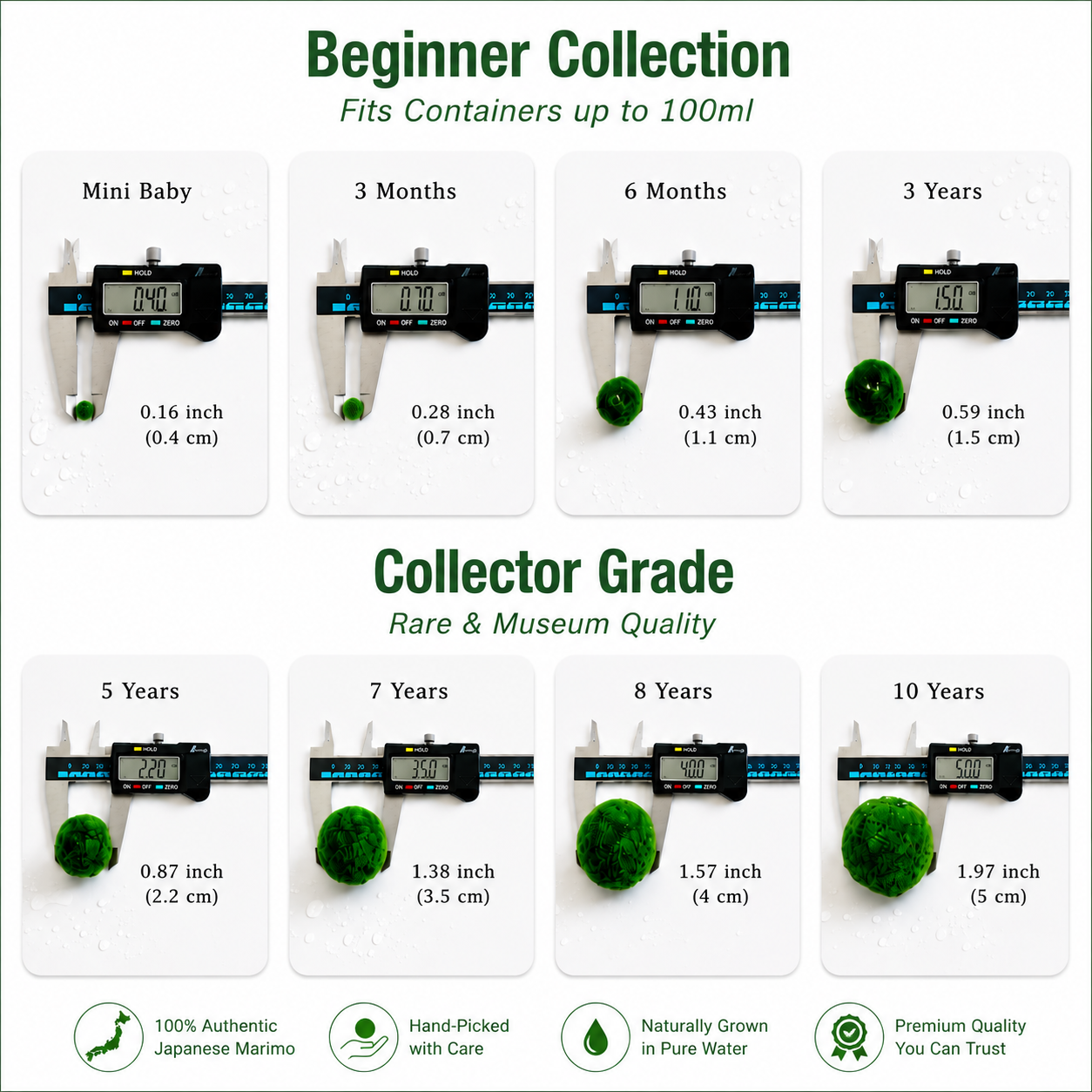 Sample Marimo Moss Balls For Aquarium Multiple Size - Kokedama Japanese Algae Ball
