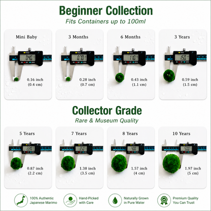 Sample Marimo Moss Balls For Aquarium Multiple Size - Kokedama Japanese Algae Ball