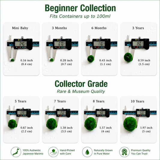 Sample Marimo Moss Balls For Aquarium Multiple Size - Kokedama Japanese Algae Ball