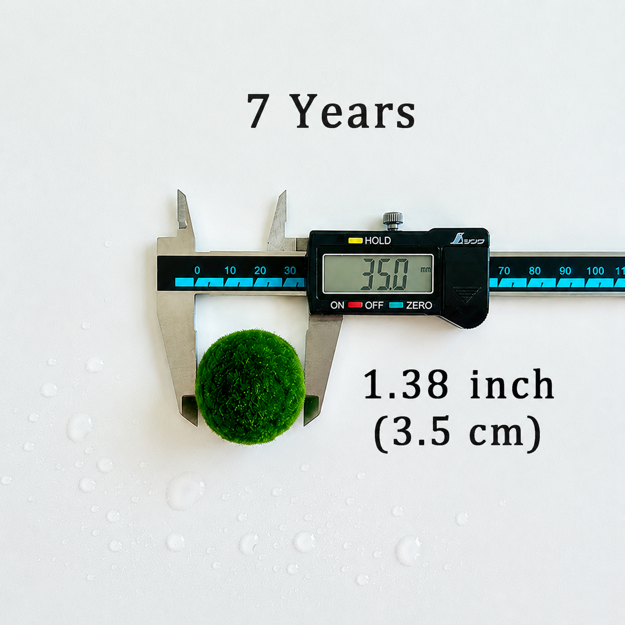 Sample Marimo Moss Balls For Aquarium Multiple Size - Kokedama Japanese Algae Ball