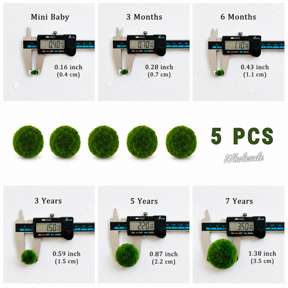 Marimo Moss Ball Aquarium 6-12 Month 0.8-1.5cm Marimo Moss Balls: 5/10/20/50PCS