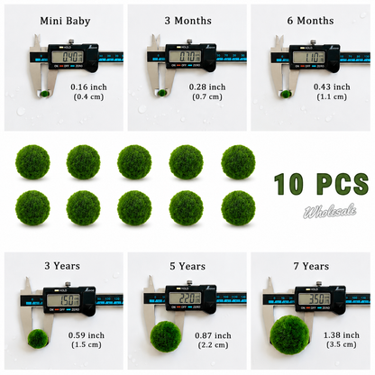 Marimo Moss Balls For Aquarium 3 Month 0.5-0.8cm Marimo Moss Balls: 5/10/20/50PCS Kokedama Japanese Algae Ball Wholesale