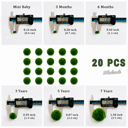 Marimo Moss Balls For Aquarium 3 Month 0.5-0.8cm Marimo Moss Balls: 5/10/20/50PCS Kokedama Japanese Algae Ball Wholesale