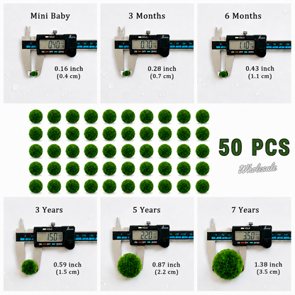 Live Moss Balls Mini Baby 0.3-0.5cm 5/10/20/50PCS Marimo Moss Balls Aqua Plant Pet Petco