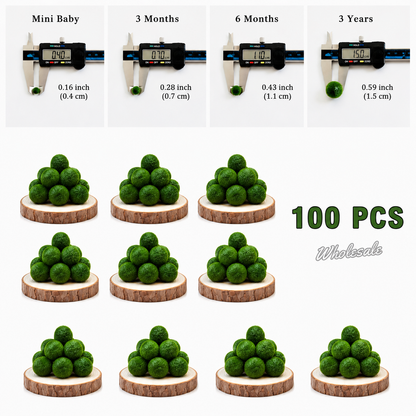 Marimo Moss Balls For Aquarium 3 Month 0.5-0.8cm Marimo Moss Balls: 5/10/20/50PCS Kokedama Japanese Algae Ball Wholesale