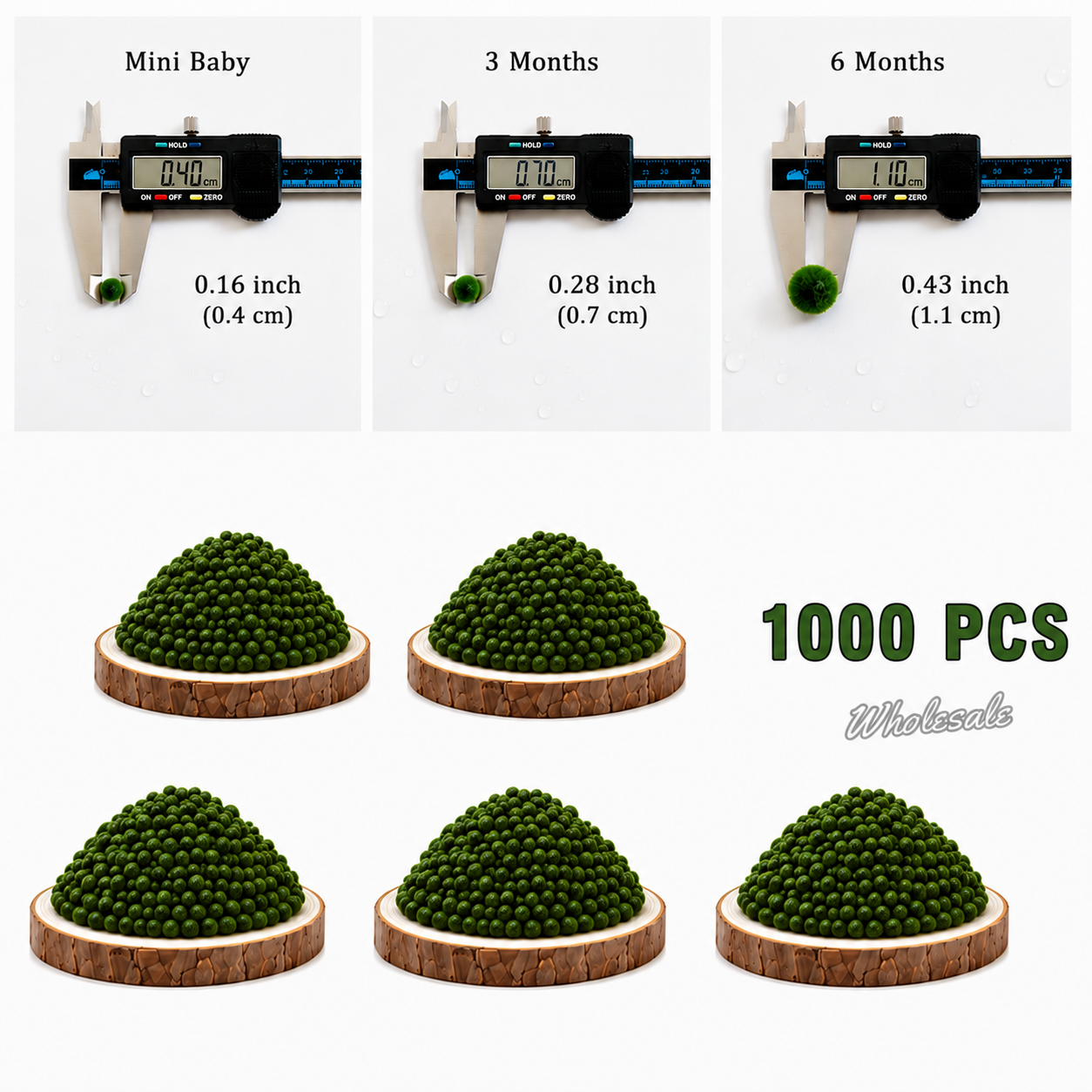 Marimo Moss Balls For Aquarium 3 Month 0.5-0.8cm Marimo Moss Balls: 5/10/20/50PCS Kokedama Japanese Algae Ball Wholesale