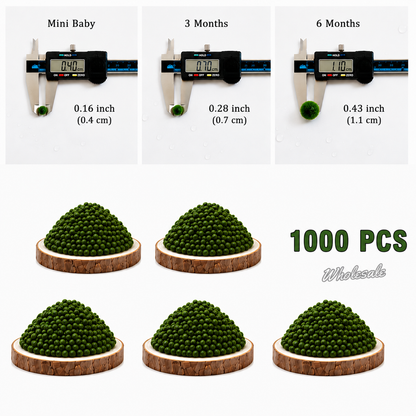 Marimo Moss Balls For Aquarium 3 Month 0.5-0.8cm Marimo Moss Balls: 5/10/20/50PCS Kokedama Japanese Algae Ball Wholesale