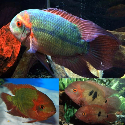 Emerald Cichlid (Chocolate Cichlid (Hypselecara temporalis)