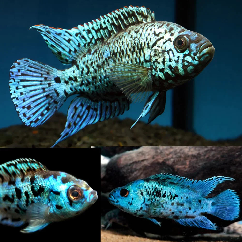 Electric Blue Jack Dempsey (EBJD)