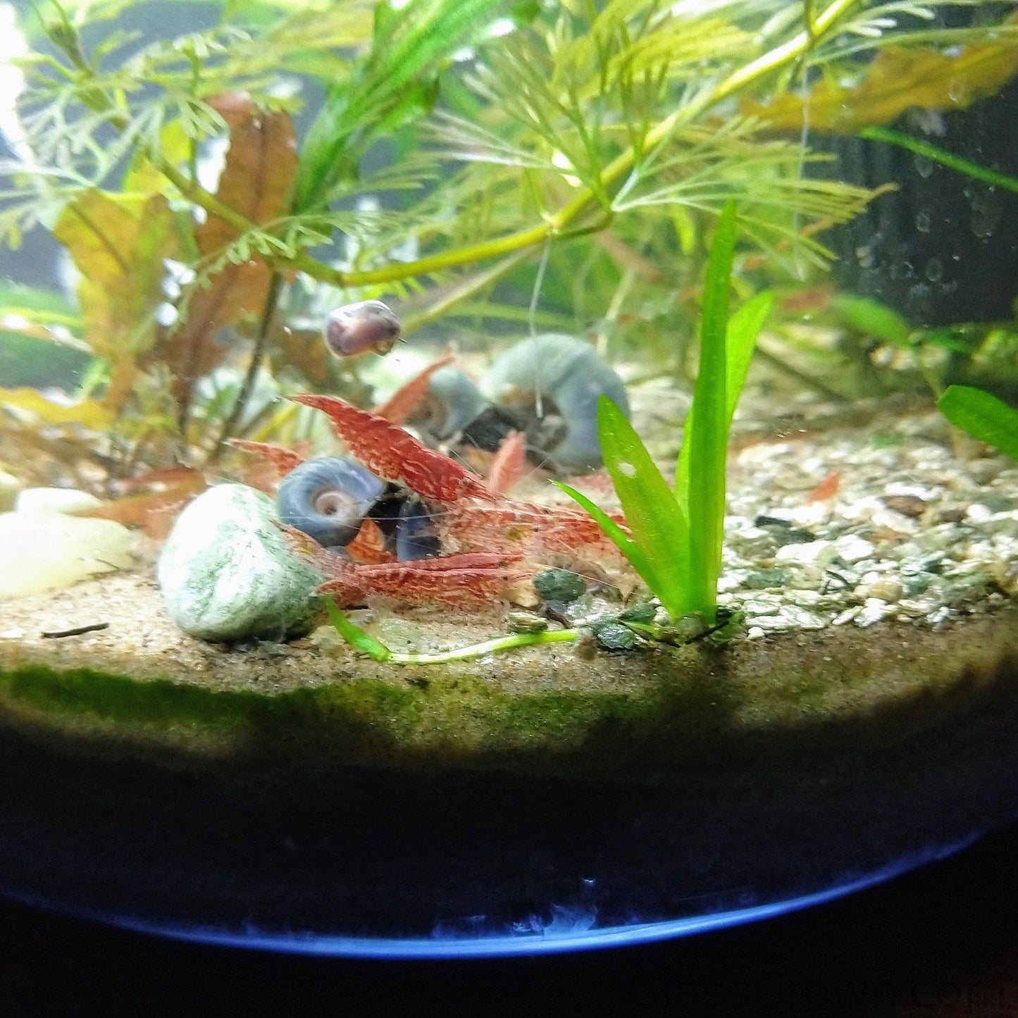 Colony Shrimp Grower Powdered Food Supplement