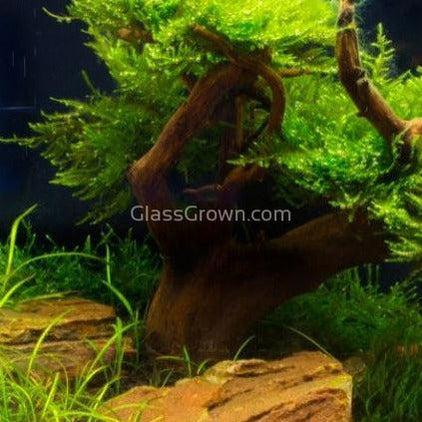 Dragonwood Bonsai Wood Nano Size 6"