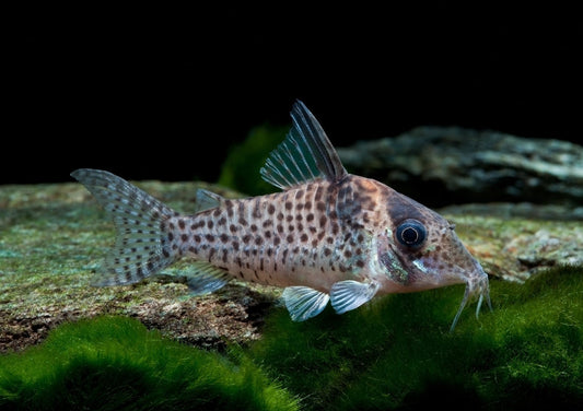 Corydoras agassizii