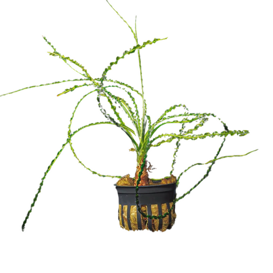 Crinum Calamistratum