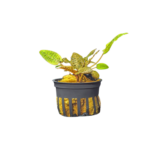 Cryptocoryne Wendtii (Red, Green, or Brown)
