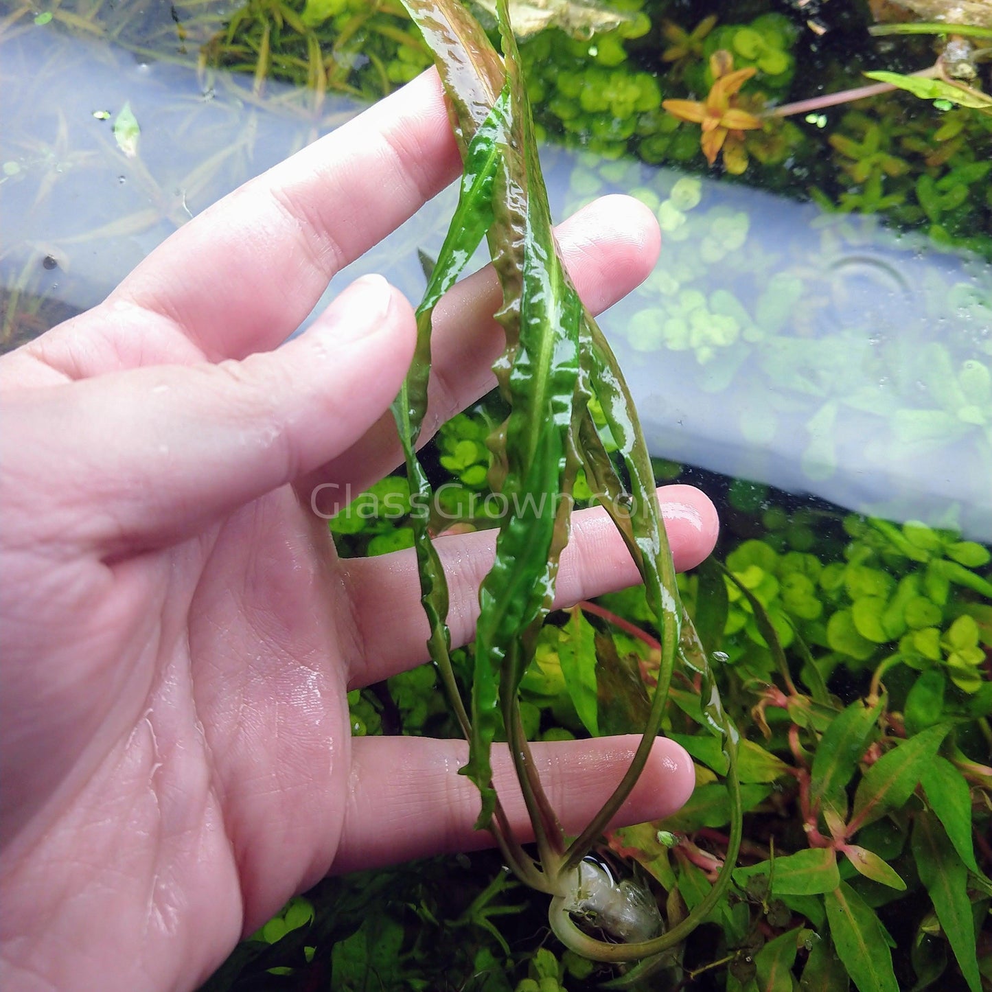Cryptocoryne Balansae