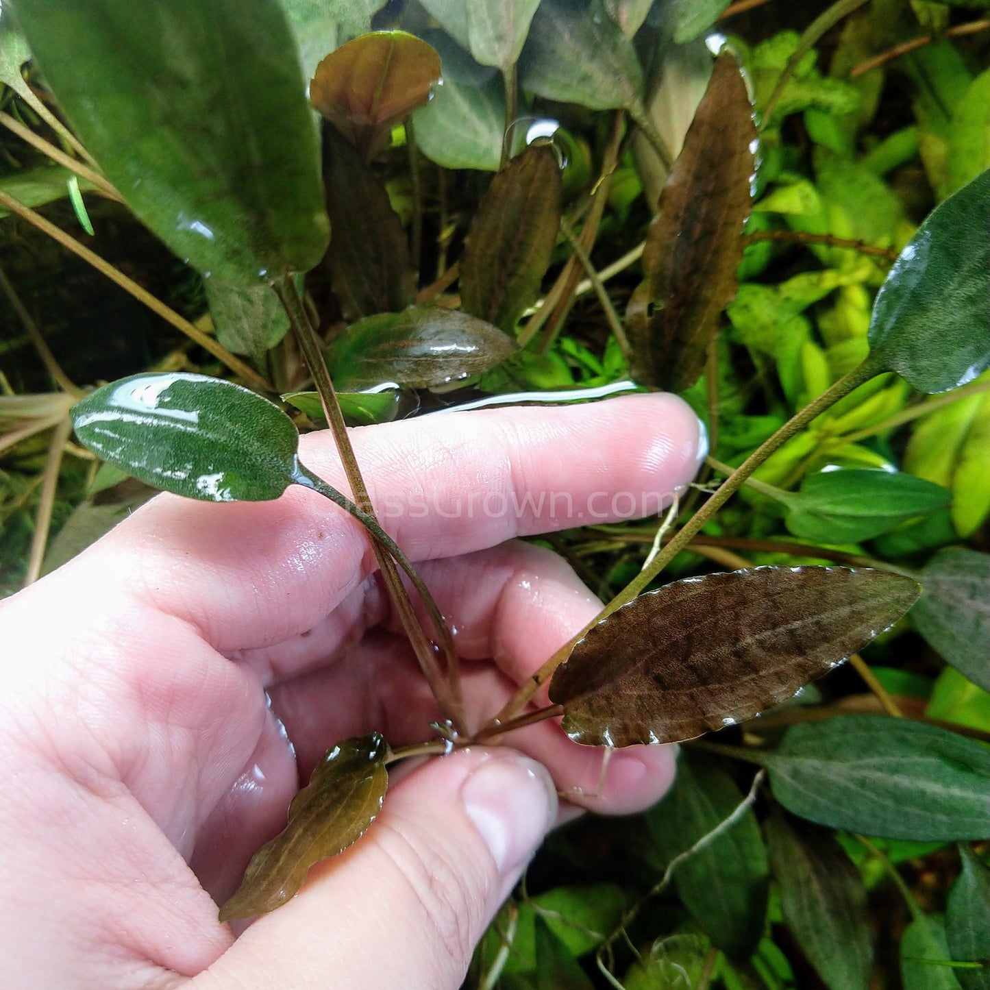 Cryptocoryne ' Mi Oya'