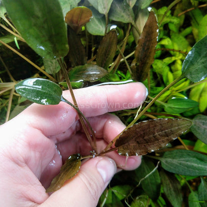 Cryptocoryne ' Mi Oya'
