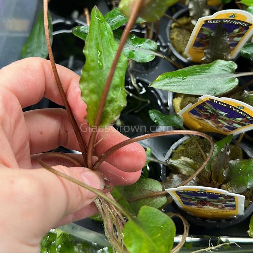 Cryptocoryne ' Mi Oya'