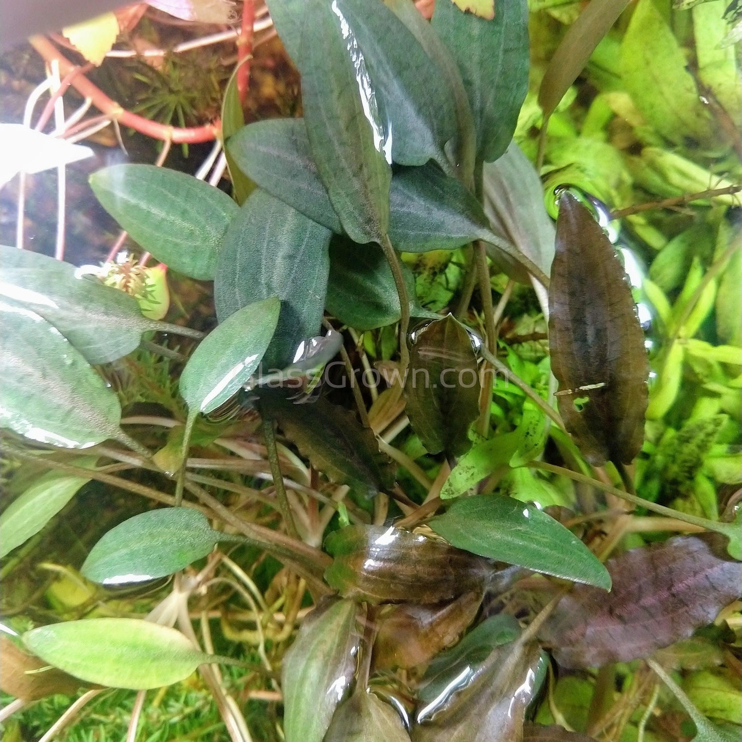 Cryptocoryne ' Mi Oya'
