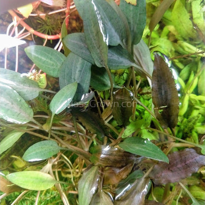 Cryptocoryne ' Mi Oya'