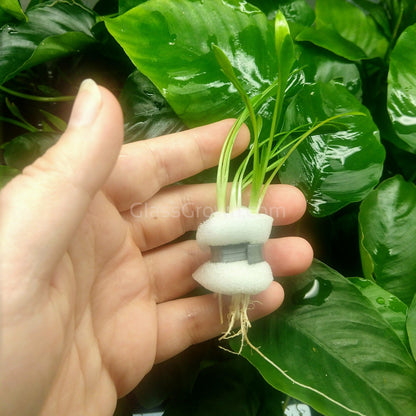Cryptocoryne Parva