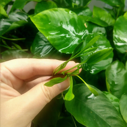 Cryptocoryne Parva