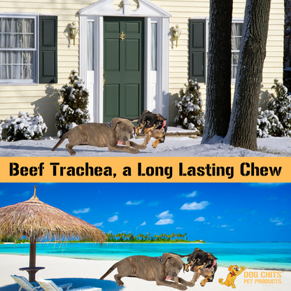 Beef Trachea Dog Treats - 1 lb. (3"-4" pieces)