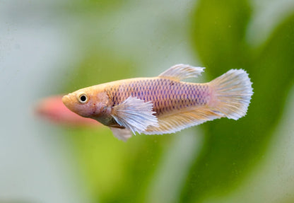 Assorted Betta Female