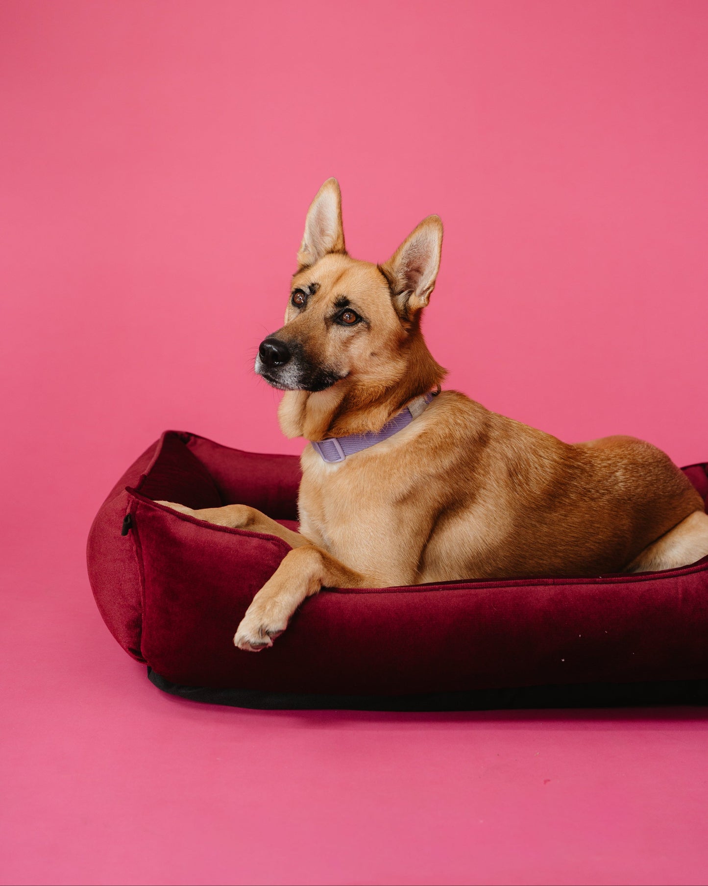 Vibrant Velvet Sleeper Dog Bed Wine