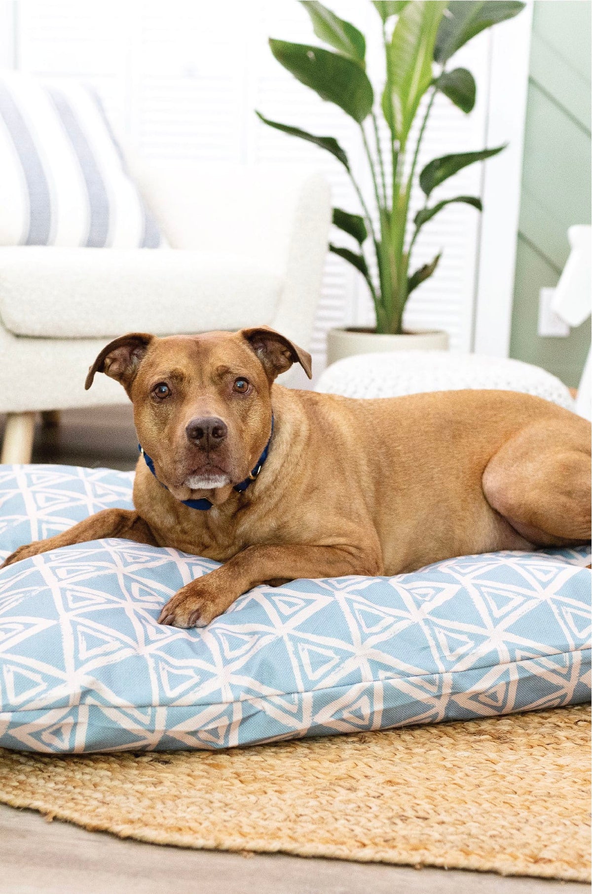 Davina Dog Bed