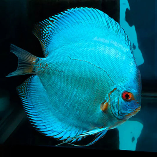 Blue Diamond Discus (Symphysodon discus)