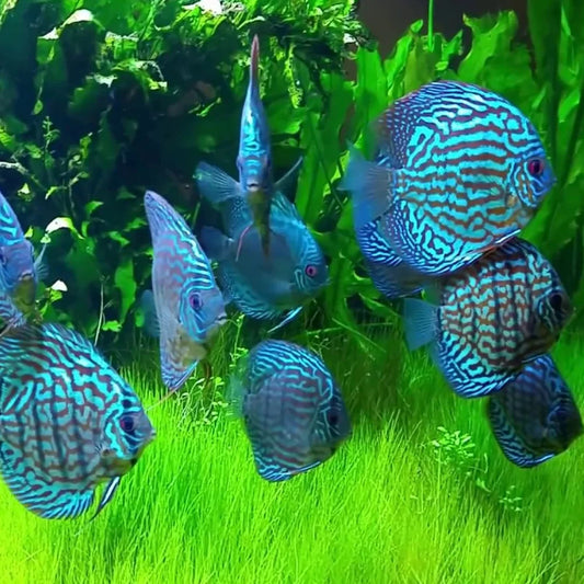 Turquoise Discus