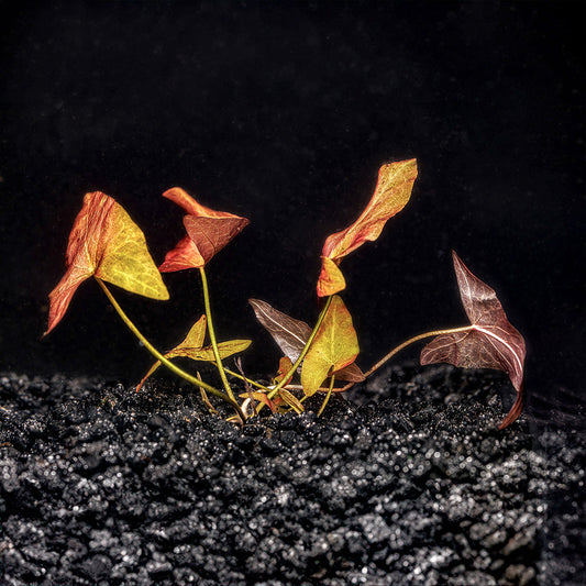 Dwarf Aquarium Lily