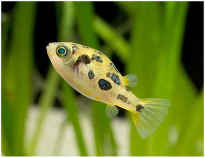 Dwarf Pea Puffer