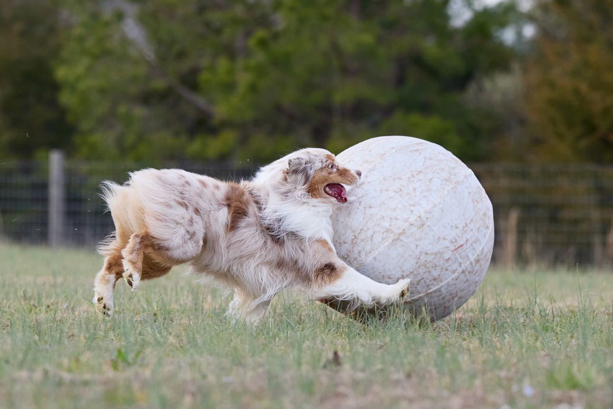 Better Sporting Dogs 25” Heavy Duty Sheep Lookalike Herding Ball for Dogs