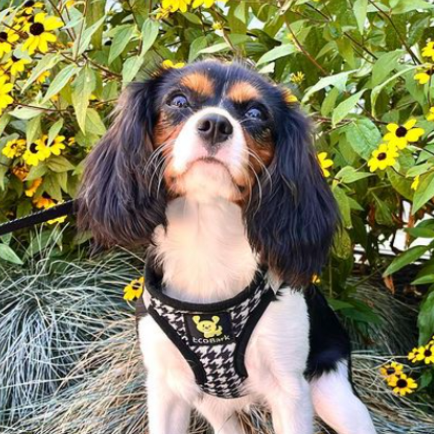 EcoBark Step In Dog Harness - XXXS to Medium Breeds- Reflective Soft Mesh Harness for Teacup, Small Dogs and Puppies / Houndstooth