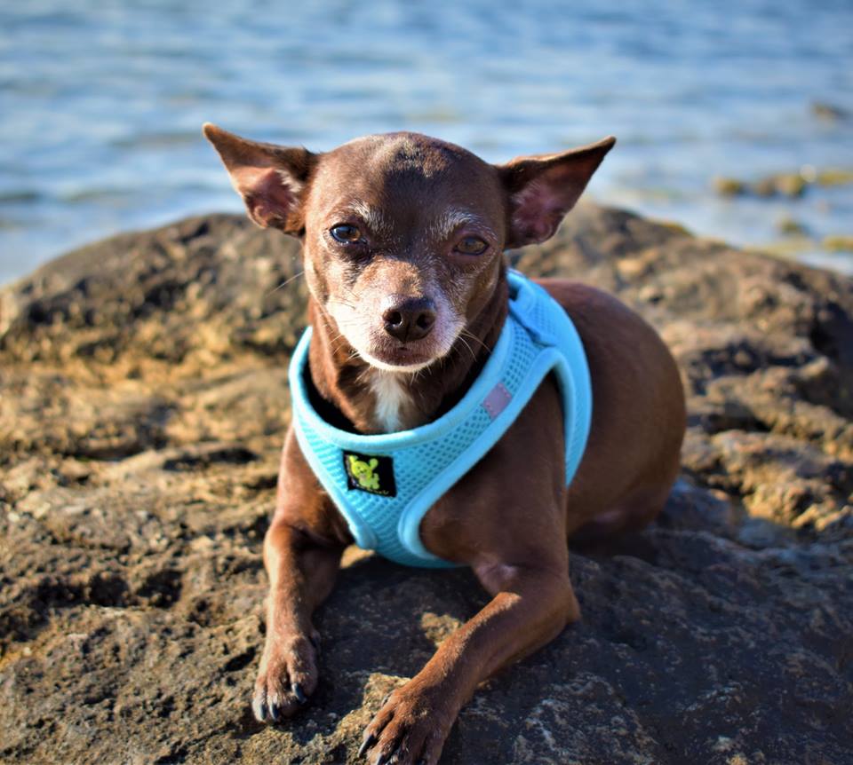 EcoBark Step In Dog Harness - XXXS to Medium Breeds- Reflective Soft Mesh Harness for Teacup, Small Dogs and Puppies / Sky Blue