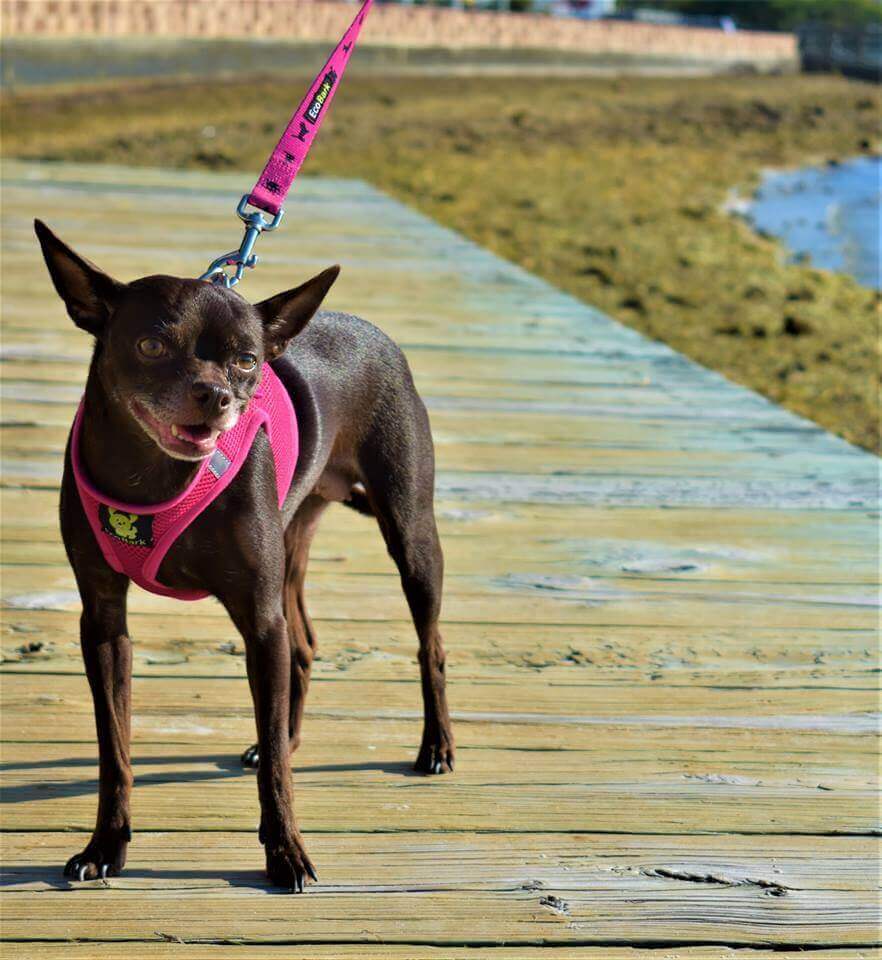 EcoBark Step In Dog Harness - XXXS to Medium Breeds- Reflective Soft Mesh Harness for Teacup, Small Dogs and Puppies / Hot Pink