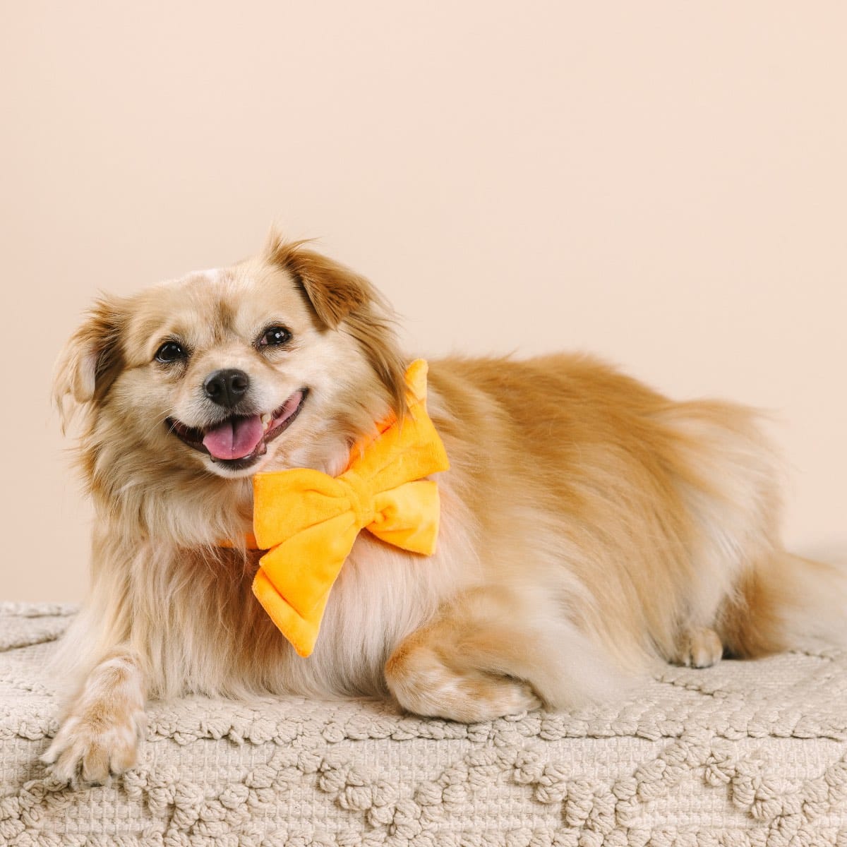 Ezra Dog Babe Bow