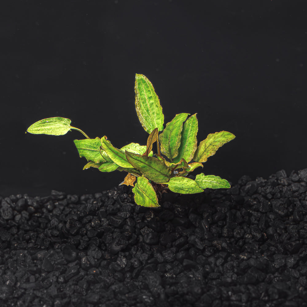 Cryptocoryne Wendtii (Red, Green, or Brown)